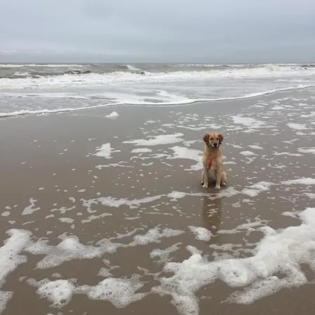 Ferienhaus Mit Meerblick 6 Personen Am Wattenmeer Aan De Waddenzee Nordsee Nr91 *